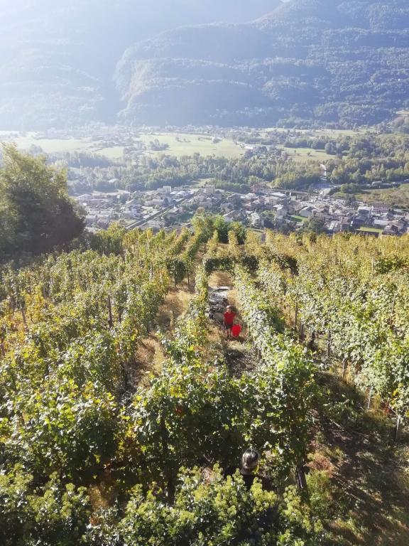 Vigneto vicino a Sondrio