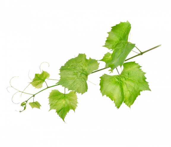 Tralcio di vite cantine Vaglio