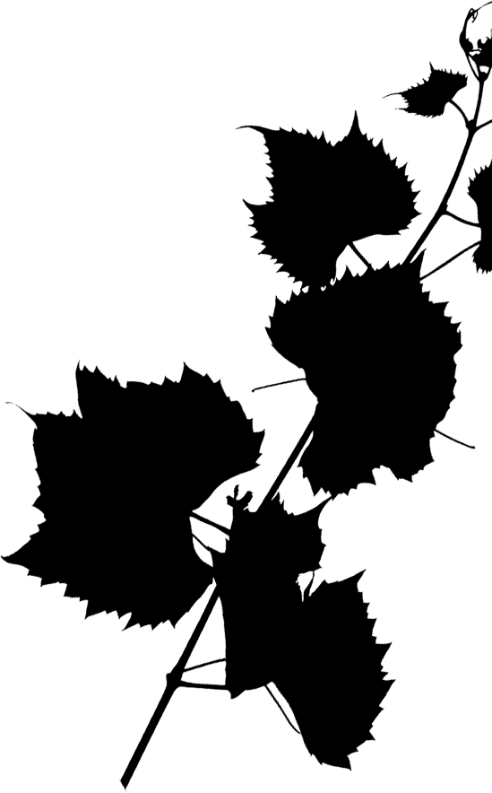 Tralcio di vite
