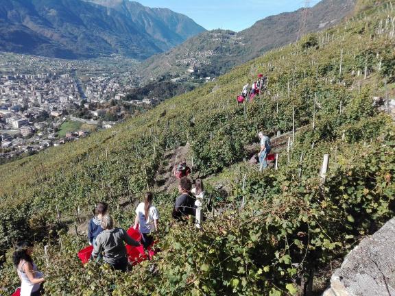 Lavoratori in vigneto in Valtellina
