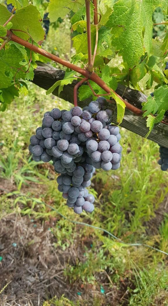grappolo d'uva in vigneto valtellinese